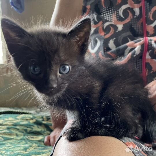 Милые котята