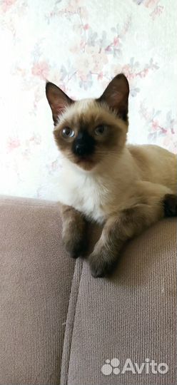 Отдам в добрые руки