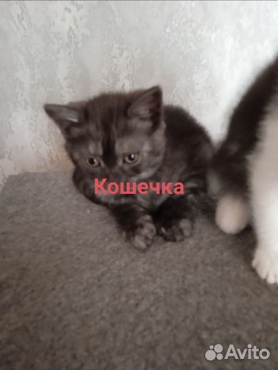 Отдам в добрые руки