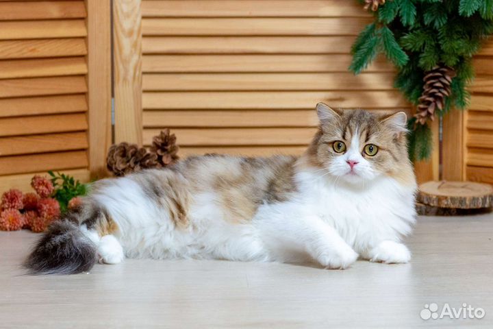 Британская биколорная шиншилла