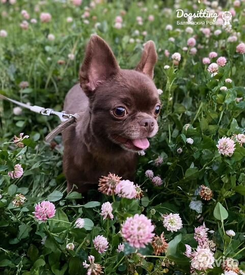 Передержка собак/Зоогостинница