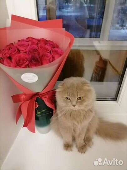 Вязка хайленд фолд