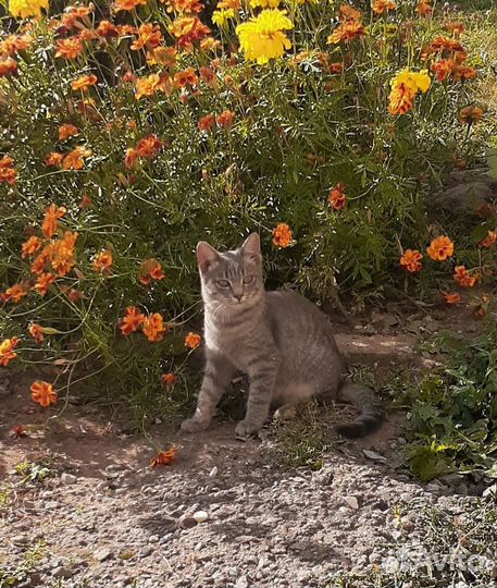 Котёнок девочка