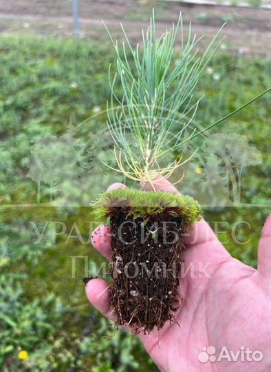 Горная сосна Мугус с зкс сеянцы