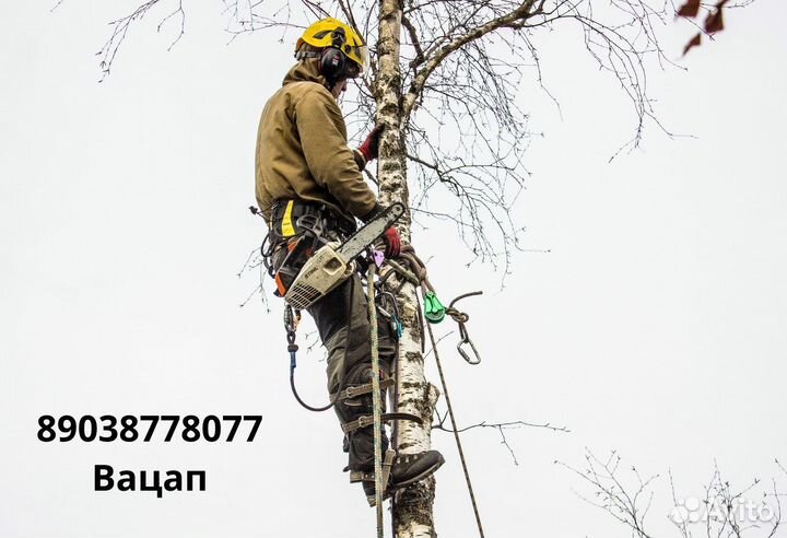 Спил деревьев