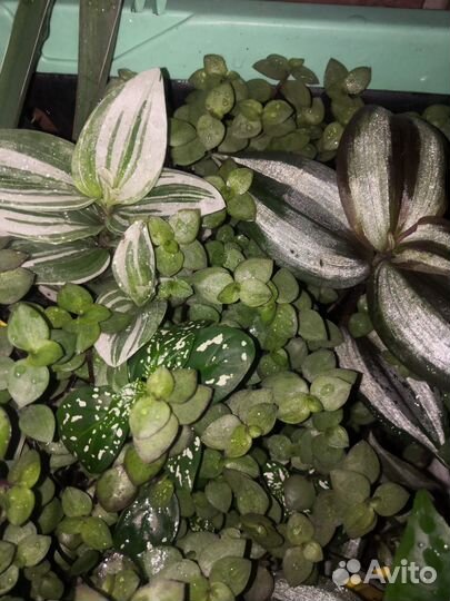 Традесканции, гипоэстес, каллизия