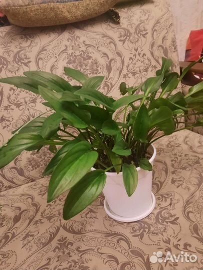 Дримиопсис