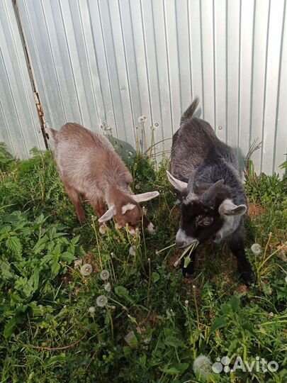 Козлята