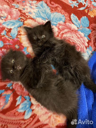 Котики в добрые руки