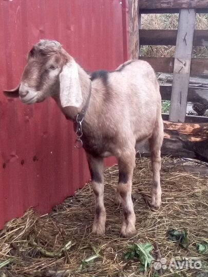 Козлы и козочки