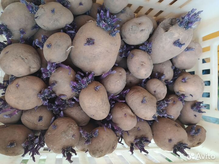 Семенной картофель сортовой