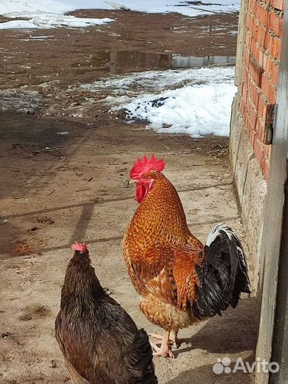 Петух,; гусыни