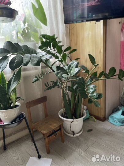 Замиокулькас