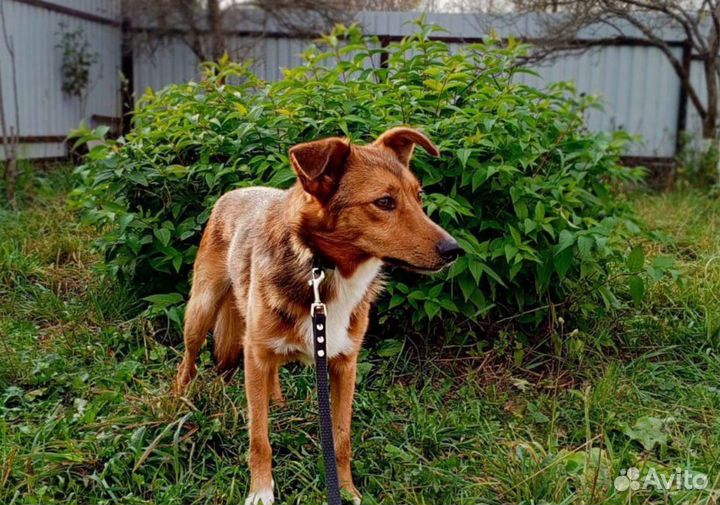 Собачка в добрые руки