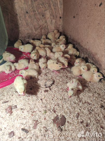 Перепелиное мясо и яйцо