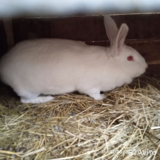 Кролики мясных пород