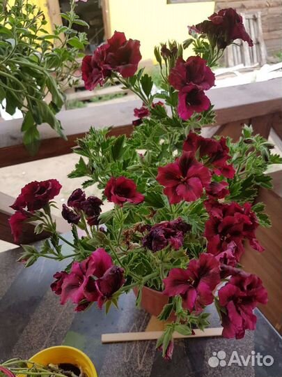 Королевская пеларгония
