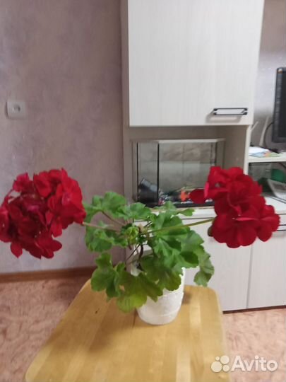 Пеларгония герань сортовая