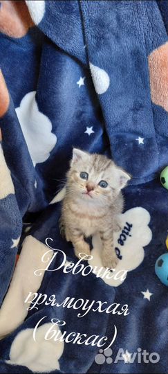 Шотландские котята