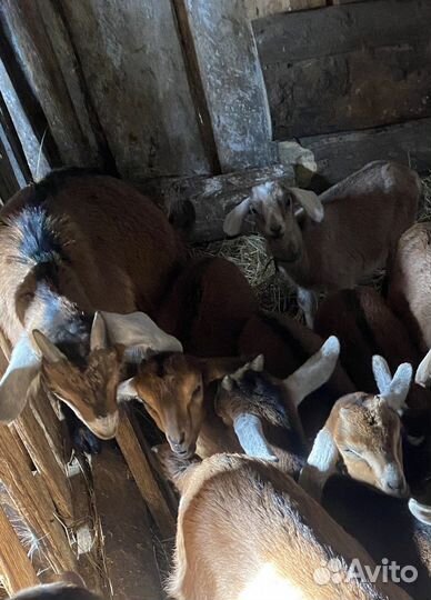 Коза нубийская козлята козочки