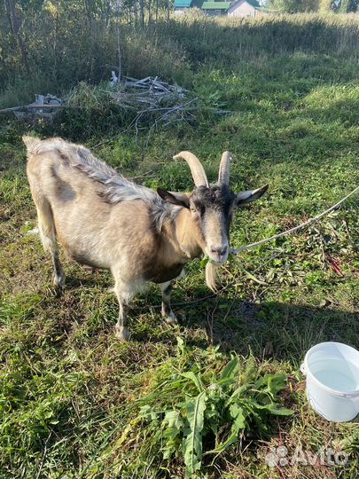 Коза дойная