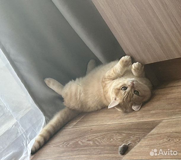 Кот на вязку