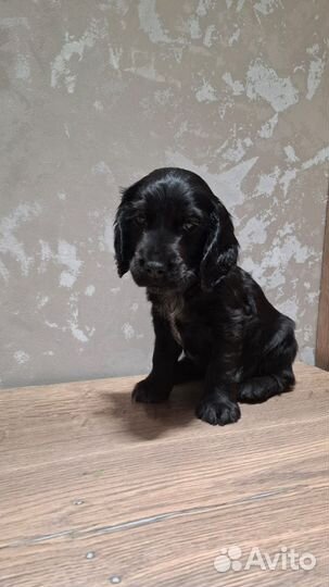 Щенок Спаниеля