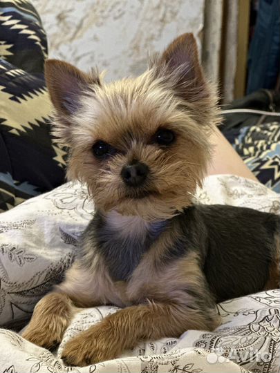 Йоркширский терьер мини