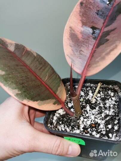 Фикусы сортовые