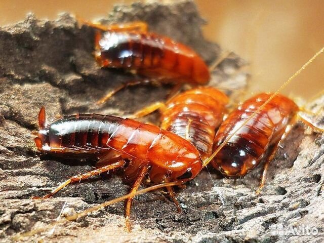 Кормовые насекомые в розницу и опт