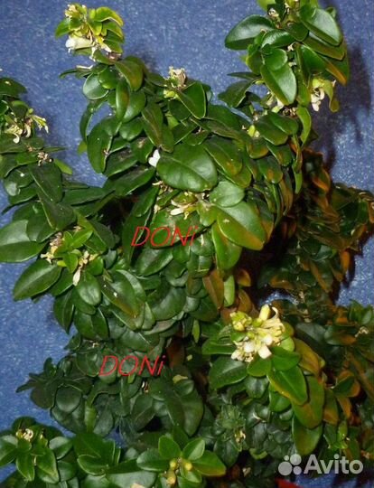 Трифазия трифолия карликовая (Triphasia trifolia d