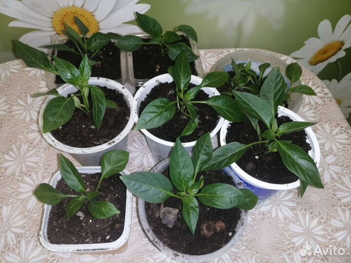 Паслен перцевидный