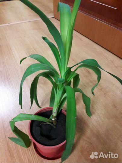 Комнатные цветы