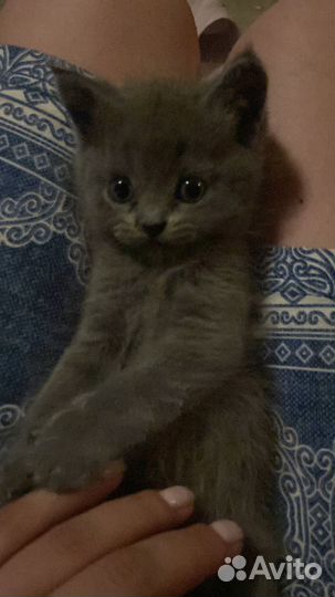 Британские котята бесплатно