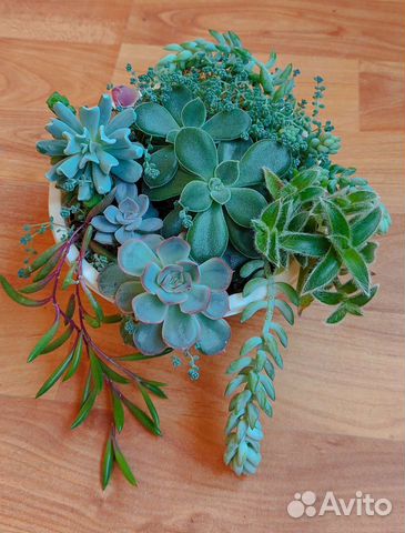 Мини садики. Суккуленты