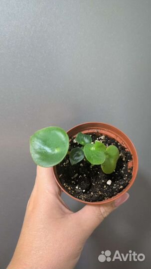 Пеперомия рейндроп и другие растения