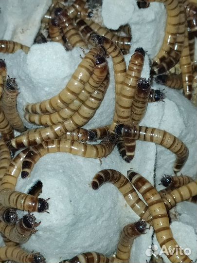 Кормовые насекомые