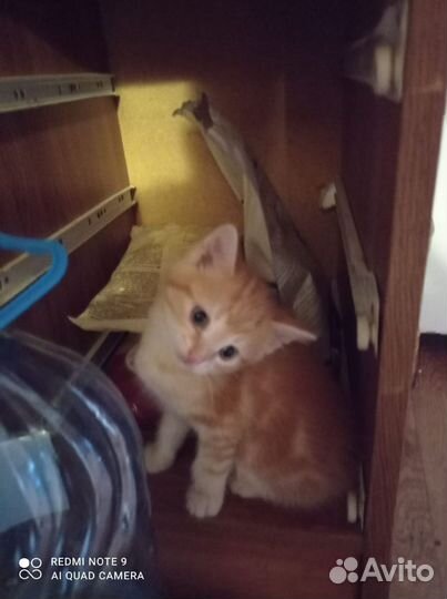 Рыжий котенок в добрые руки,мальчик