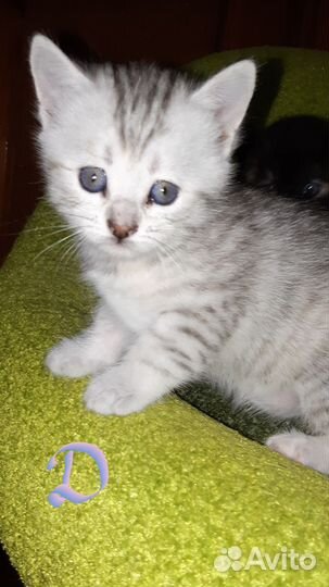 Шотландские котята