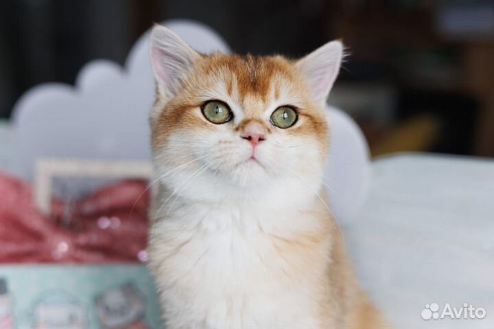 Британский золотистый котенок