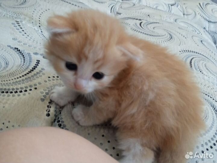 Продам котят, вислоухие