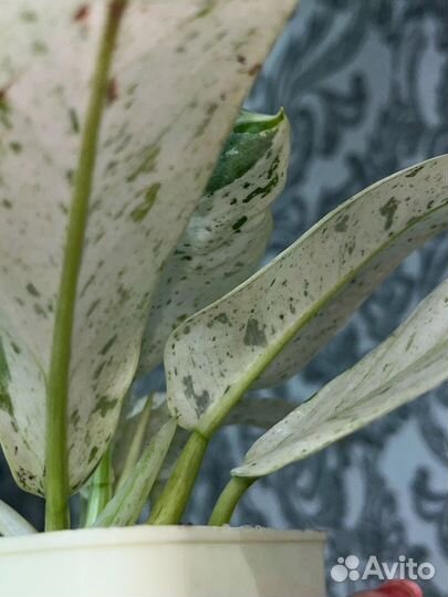 Филодендрон orlando