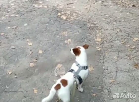 Кобель для вязки