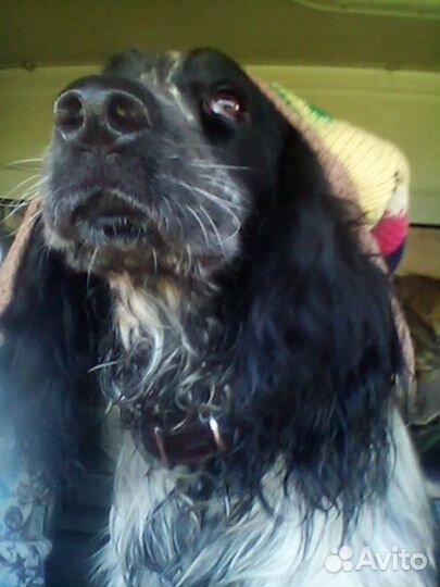 Вязка, спаниель охотник