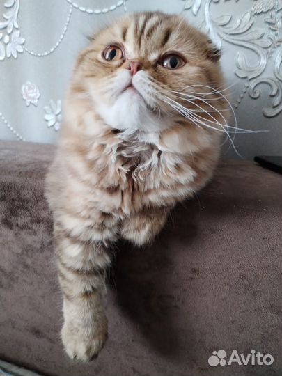 Шотландский вислоухий котенок