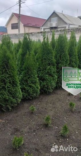 Туя Смарагд