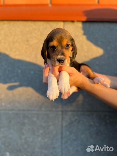 Щенки бигль торг