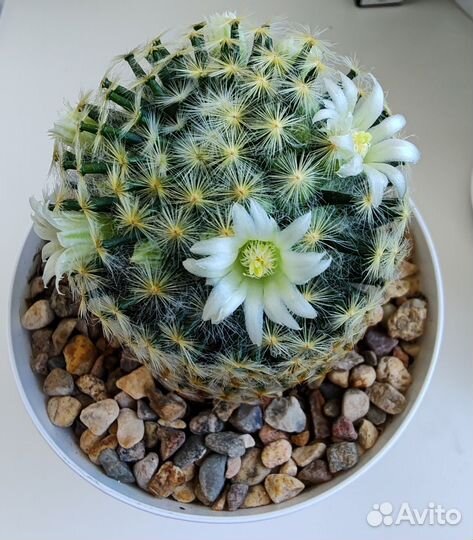 Кактус Маммиллярия Шиде