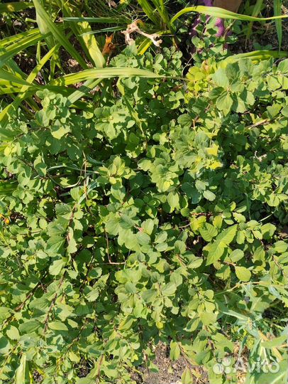 Спирея березолистная