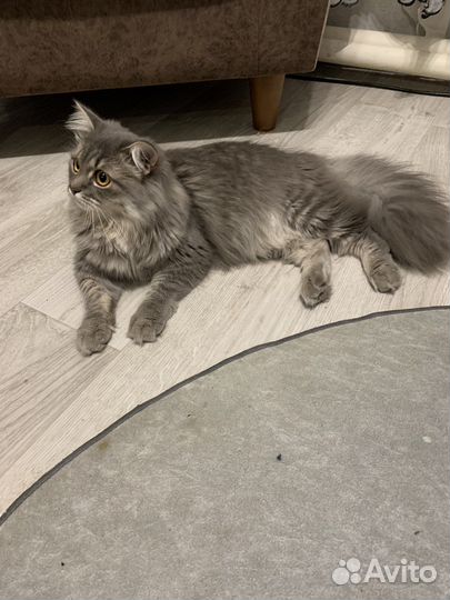 Кошки в добрые руки даром